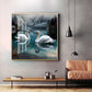 Graceful Swans in Water Glass Finish Square Wall Art